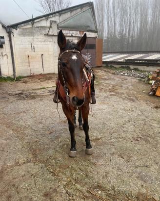 Cavallo da passeggiata