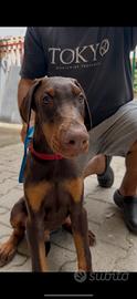 Cuccioli dobermann 3 mesi