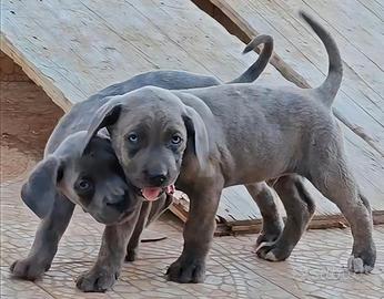 Cuccioli di Cane Corso