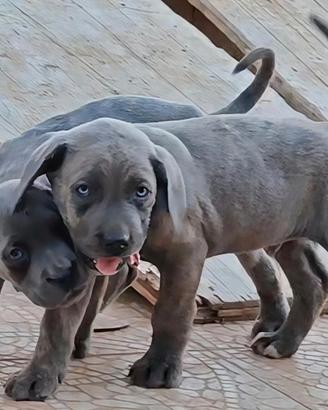Cuccioli di Cane Corso