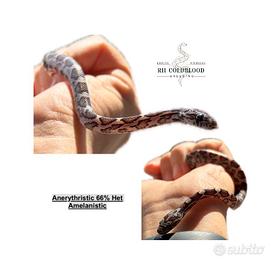 Serpente del grano femmina (anery)