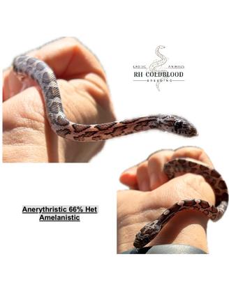 Serpente del grano femmina (anery)