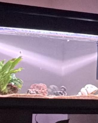 Acquario da 100 litri