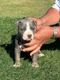 Pitbull
