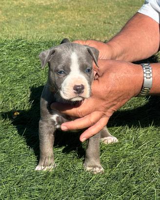 Pitbull