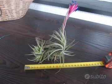 Tillandsia Aeranthus