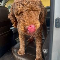 Lagotto Romagnolo