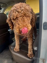 Lagotto Romagnolo