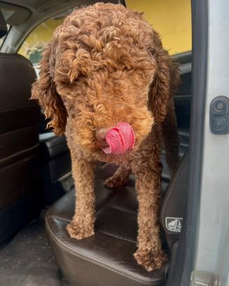 Lagotto Romagnolo