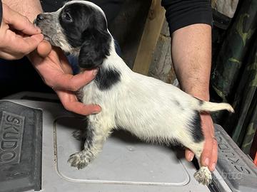 Disponibile cucciolo di setter