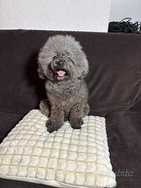 Barboncina Toy Poodle femmina sterilizzata BLU