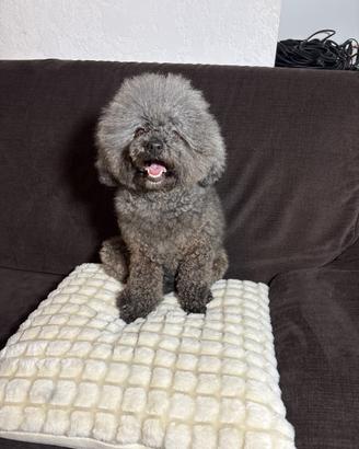 Barboncina Toy Poodle femmina sterilizzata BLU