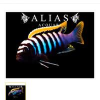 Pesci ciclidi malawi