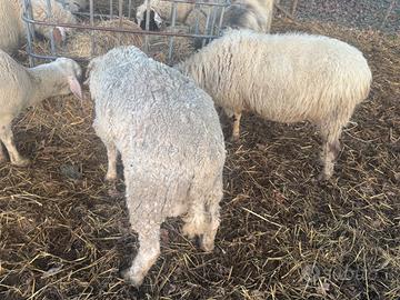 Pecora gravida e montone