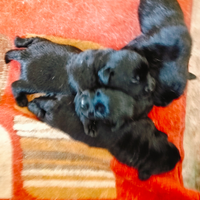 Cuccioli di labrador retriever con pedigree