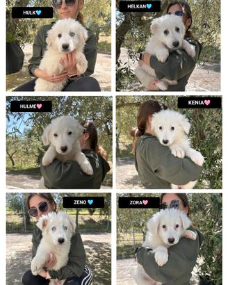 Hulk, helkan, hulme, kenia, zora e zeno,