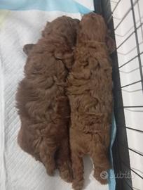 Cucciolo barboncino
