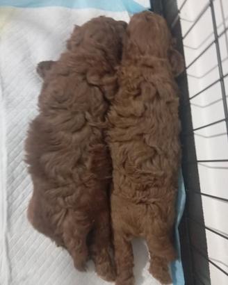 Cucciolo barboncino
