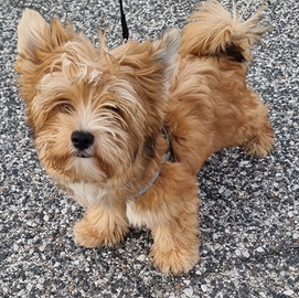 Yorkshire maschio fulvo