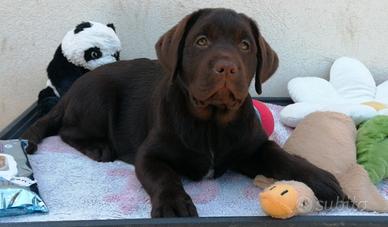 Cioccolata fondente di Labrador retrievers