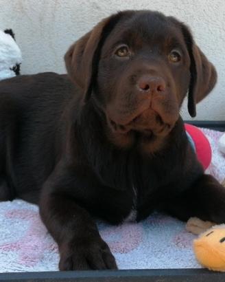 Cioccolata fondente di Labrador retrievers