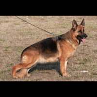 Fattrice Pastore Tedesco