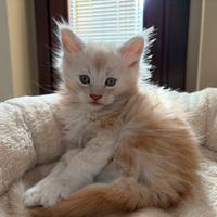 Maine coon con pedigree