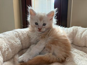 Maine coon con pedigree