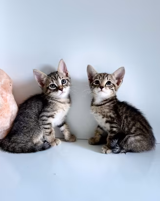 Cuccioli incrocio Angora Turco
