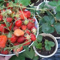 Piantina Fragola Fragole perenni piante casa BIO