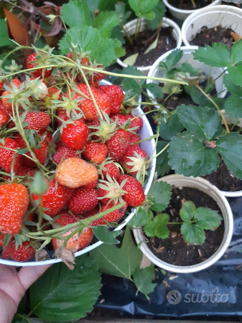 6 Piante Di Fragole In Vaso 9cm - Miste, Pronte Per Coltivazione In Casa O Giardino - Foto 6