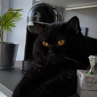 British shorthair per accoppiamento