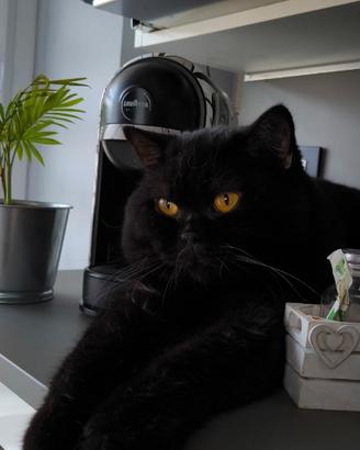 British shorthair per accoppiamento