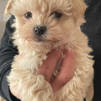Maltipoo