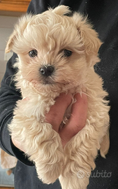 Maltipoo