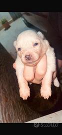 Cuccioli volpino italiano