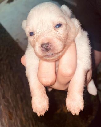 Cuccioli volpino italiano