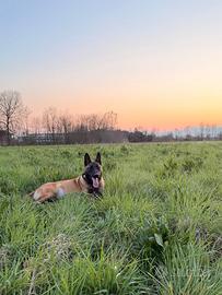 Splendido Cucciolone di Pastore Belga Malinois