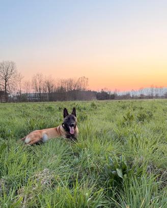 Splendido Cucciolone di Pastore Belga Malinois