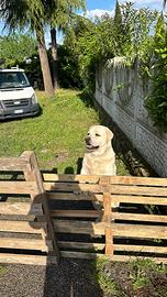 Labrador retriever