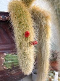 Coda di scimmia - Hildewintera colademonomis