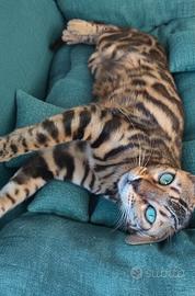 Gatti Bengala