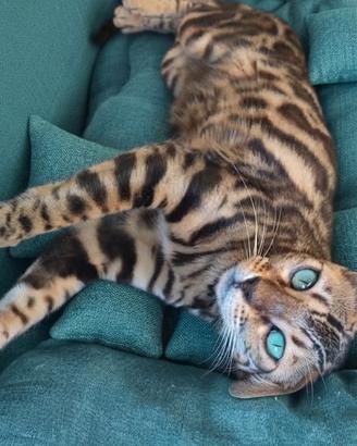 Gatti Bengala