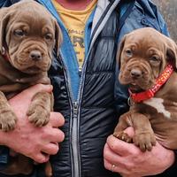 Cuccioli Cane Corso