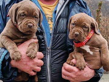 Cuccioli Cane Corso