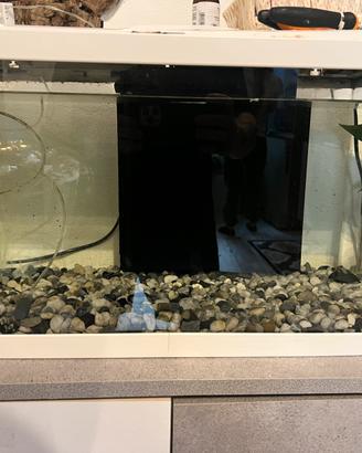 Acquario