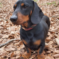 Bassotto nano femmina adulta