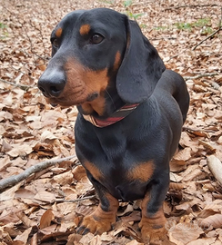 Bassotto nano femmina adulta