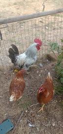 Gallo ornamentale