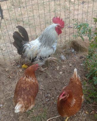 Gallo ornamentale